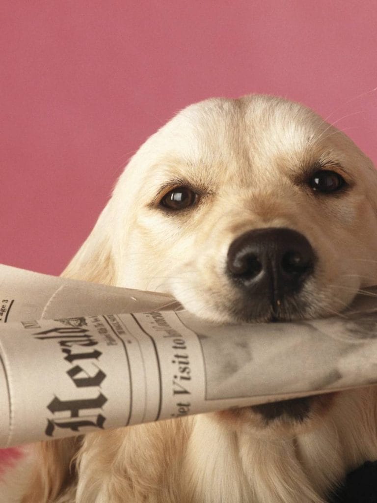 Photo by Sarah Dorweiler